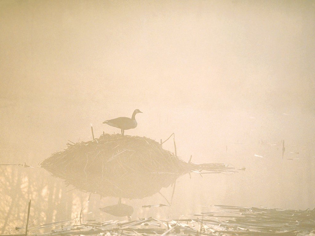 Canada Goose in the Misty Morning Marsh